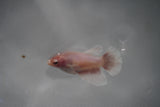 Dumbo White   Halfmoon Female Betta (ID#801-F108) Free2Day SHIPPING