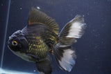 Thai Oranda  Panda 6 Inch (ID#830To6b-105) Please see notes