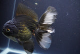 Thai Oranda  Panda 6 Inch (ID#830To6b-105) Please see notes