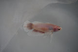 Dumbo White   Halfmoon Female Betta (ID#801-F108) Free2Day SHIPPING