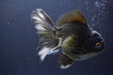 Thai Oranda  Panda 6 Inch (ID#830To6b-105) Please see notes