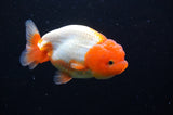 Juvenile Lionchu  Red White 4 Inch (ID#415R11b-13) Free2Day SHIPPING