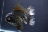 Thai Oranda  Panda 6 Inch (ID#830To6b-105) Please see notes