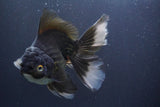 Thai Oranda  Panda 6 Inch (ID#830To6b-105) Please see notes