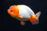 Juvenile Lionchu  Red White 4 Inch (ID#415R11b-13) Free2Day SHIPPING