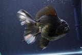 Thai Oranda  Panda 6 Inch (ID#830To6b-105) Please see notes