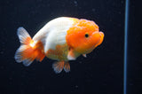 Juvenile Lionchu  Red White 4 Inch (ID#415R11b-13) Free2Day SHIPPING