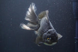 Thai Oranda  Panda 6 Inch (ID#830To6b-105) Please see notes