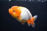 Juvenile Lionchu  Red White 4 Inch (ID#415R11b-13) Free2Day SHIPPING