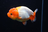 Juvenile Lionchu  Red White 4 Inch (ID#415R11b-13) Free2Day SHIPPING