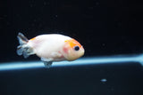 Baby Ranchu  Calico 2..5 Inch (ID#221R9c-34) Free2Day SHIPPING