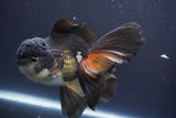 Thai Oranda  Tricolor 6 Inch (ID#830To6c-106)