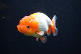 Juvenile Lionchu  Red White 4 Inch (ID#415R11b-13) Free2Day SHIPPING