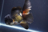 Thai Oranda  Tricolor 6 Inch (ID#830To6c-106)