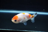 Baby Ranchu  Calico 2..5 Inch (ID#221R9c-34) Free2Day SHIPPING