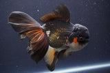 Thai Oranda  Tricolor 6 Inch (ID#830To6c-106)