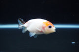 Baby Ranchu  Calico 2..5 Inch (ID#221R9c-34) Free2Day SHIPPING