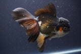 Thai Oranda  Tricolor 6 Inch (ID#830To6c-106)