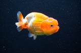 Juvenile Lionchu  Red White 3.5 Inch (ID#415R11b-14) Free2Day SHIPPING