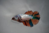 Candy Koi Galaxy  Halfmoon Female Betta (ID#801-F111) Free2Day SHIPPING