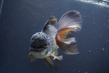 Thai Oranda  Tricolor 6 Inch (ID#830To6c-106)