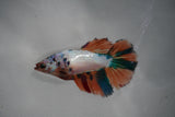 Candy Koi Galaxy  Halfmoon Female Betta (ID#801-F111) Free2Day SHIPPING