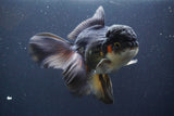 Thai Oranda  Tricolor 6 Inch (ID#830To6c-106)