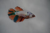 Candy Koi Galaxy  Halfmoon Female Betta (ID#801-F111) Free2Day SHIPPING