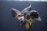 Thai Oranda  Tricolor 6 Inch (ID#830To6c-106)