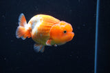 Juvenile Lionchu  Red White 3.5 Inch (ID#415R11b-14) Free2Day SHIPPING