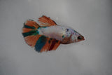 Candy Koi Galaxy  Halfmoon Female Betta (ID#801-F111) Free2Day SHIPPING