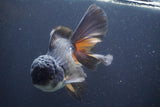 Thai Oranda  Tricolor 6 Inch (ID#830To6c-106)