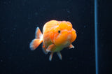 Juvenile Lionchu  Red White 3.5 Inch (ID#415R11b-14) Free2Day SHIPPING
