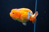 Juvenile Lionchu  Red White 3.5 Inch (ID#415R11b-14) Free2Day SHIPPING