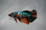 Candy Koi Galaxy  Halfmoon Female Betta (ID#801-F112) Free2Day SHIPPING