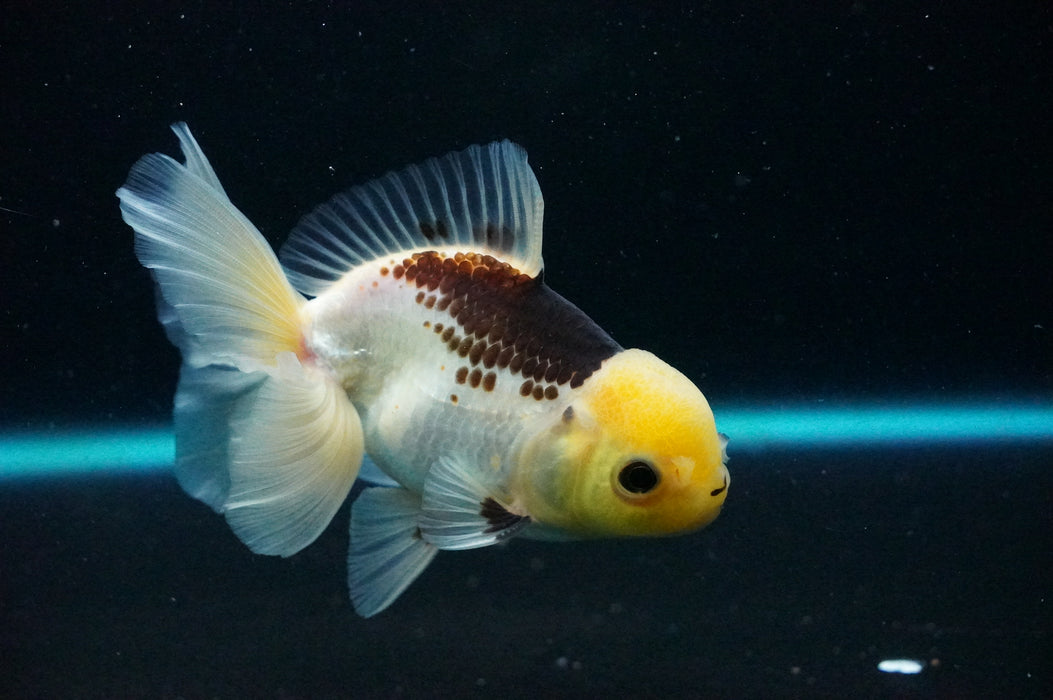 Thai Oranda  Panda 5 Inch (ID#1125T8a-22) Free2Day SHIPPING