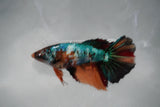 Candy Koi Galaxy  Halfmoon Female Betta (ID#801-F112) Free2Day SHIPPING