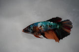 Candy Koi Galaxy  Halfmoon Female Betta (ID#801-F112) Free2Day SHIPPING