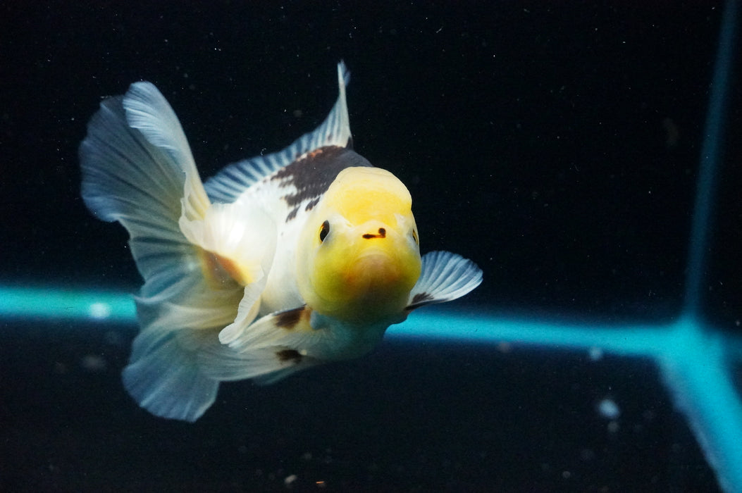 Thai Oranda  Panda 5 Inch (ID#1125T8a-22) Free2Day SHIPPING