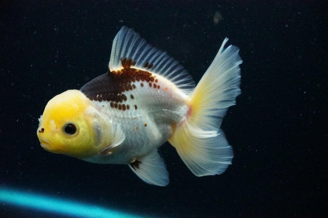 Thai Oranda  Panda 5 Inch (ID#1125T8a-22) Free2Day SHIPPING