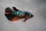 Candy Koi Galaxy  Halfmoon Female Betta (ID#801-F112) Free2Day SHIPPING