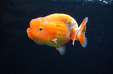 Juvenile Lionchu  Red White 3.5 Inch (ID#415R11b-14) Free2Day SHIPPING
