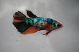 Candy Koi Galaxy  Halfmoon Female Betta (ID#801-F112) Free2Day SHIPPING