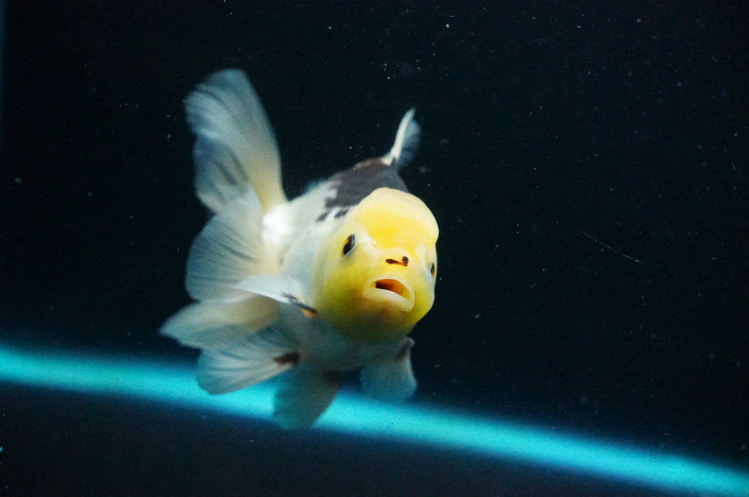 Thai Oranda  Panda 5 Inch (ID#1125T8a-22) Free2Day SHIPPING