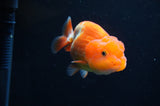 Juvenile Lionchu  Red White 3.5 Inch (ID#415R11b-14) Free2Day SHIPPING