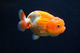 Juvenile Lionchu  Red White 3.5 Inch (ID#415R11b-14) Free2Day SHIPPING
