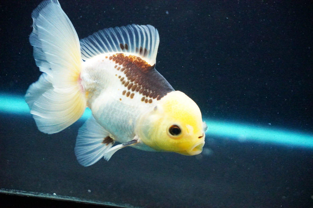 Thai Oranda  Panda 5 Inch (ID#1125T8a-22) Free2Day SHIPPING
