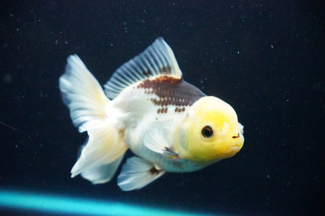Thai Oranda  Panda 5 Inch (ID#1125T8a-22) Free2Day SHIPPING
