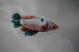 Candy Koi Galaxy  Halfmoon Female Betta (ID#801-F113) Free2Day SHIPPING