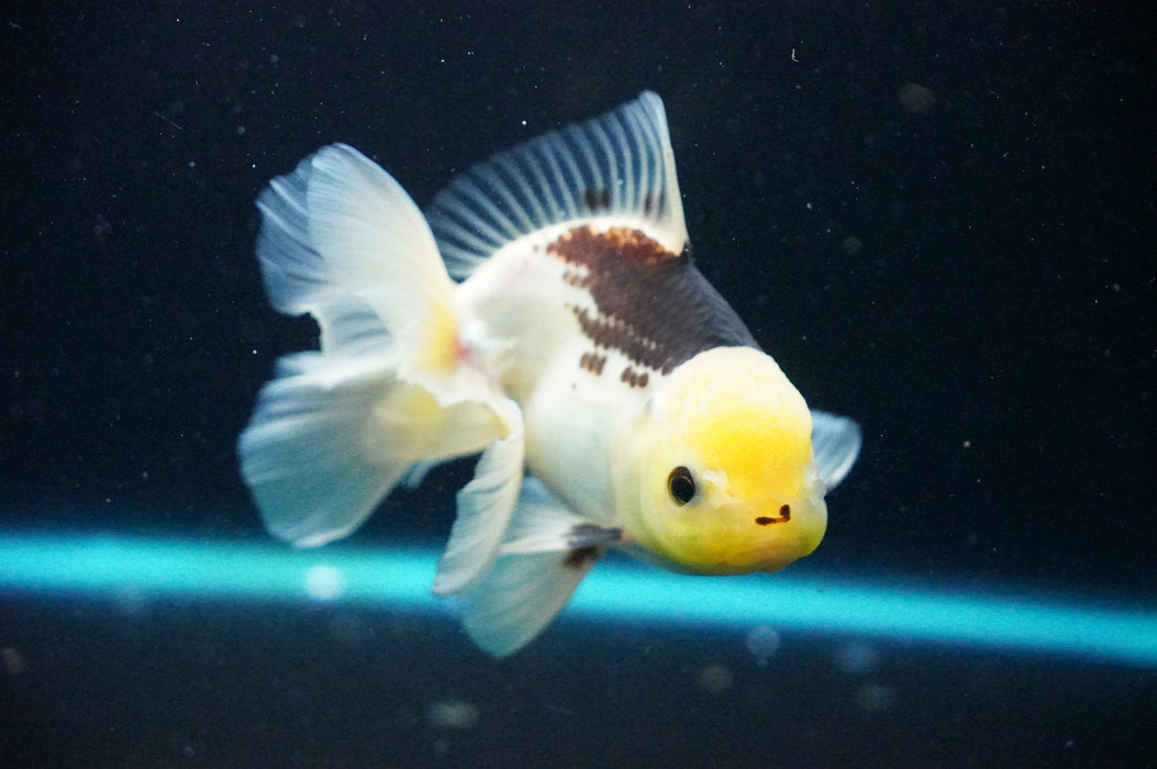 Thai Oranda  Panda 5 Inch (ID#1125T8a-22) Free2Day SHIPPING